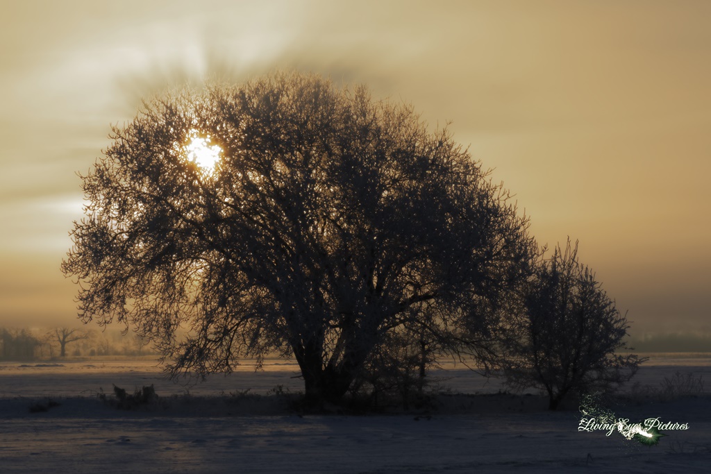 Winterliche Morgenstimmung im Ochsenmoor