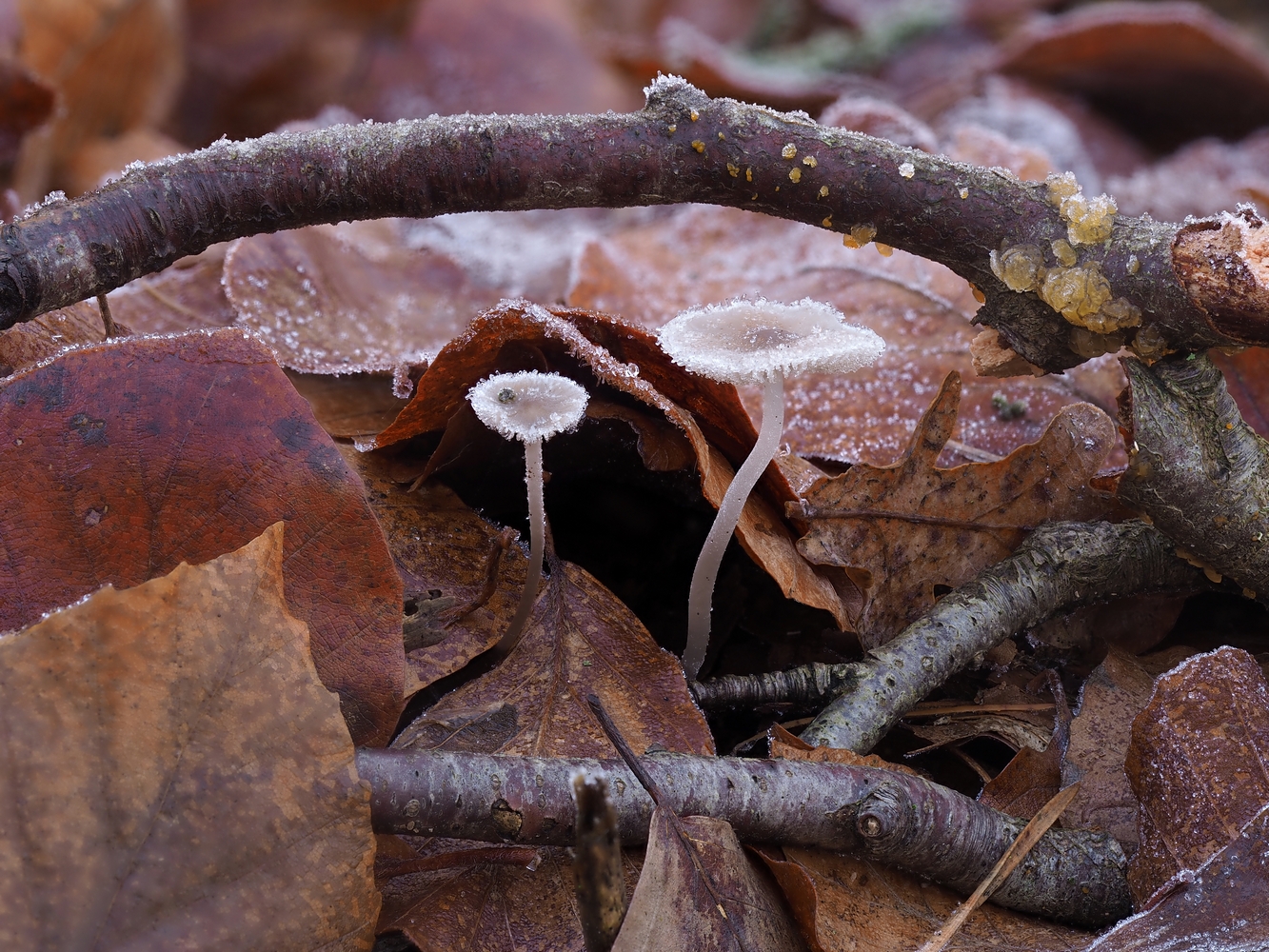 Winterliche Morgenstunde