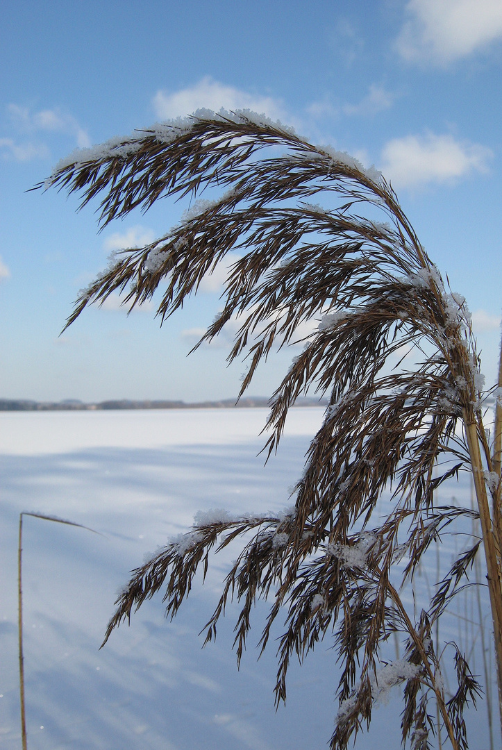 winterliche Müritz - vor langer langer Zeit ...´05/´06 ?