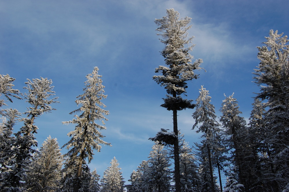 Winterliche Nadelbäume