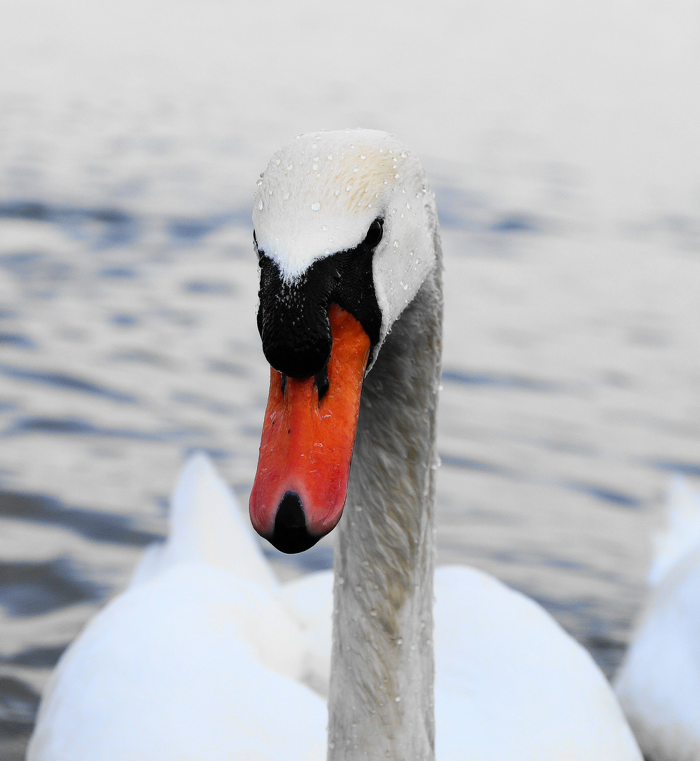 Winterliche Nässe..