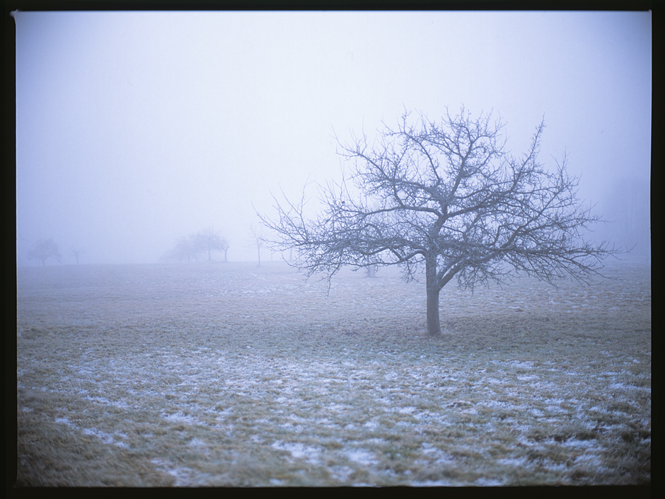 Winterliche Obstwiese