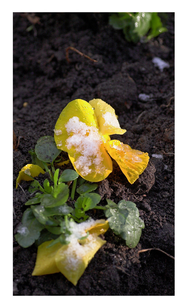 Winterliche Ostergrüße oder österliche Wintergrüße?