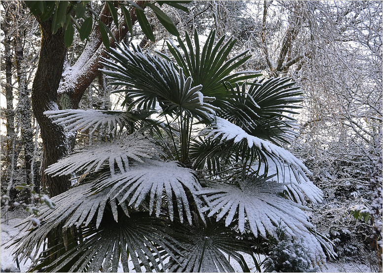 winterliche Palme