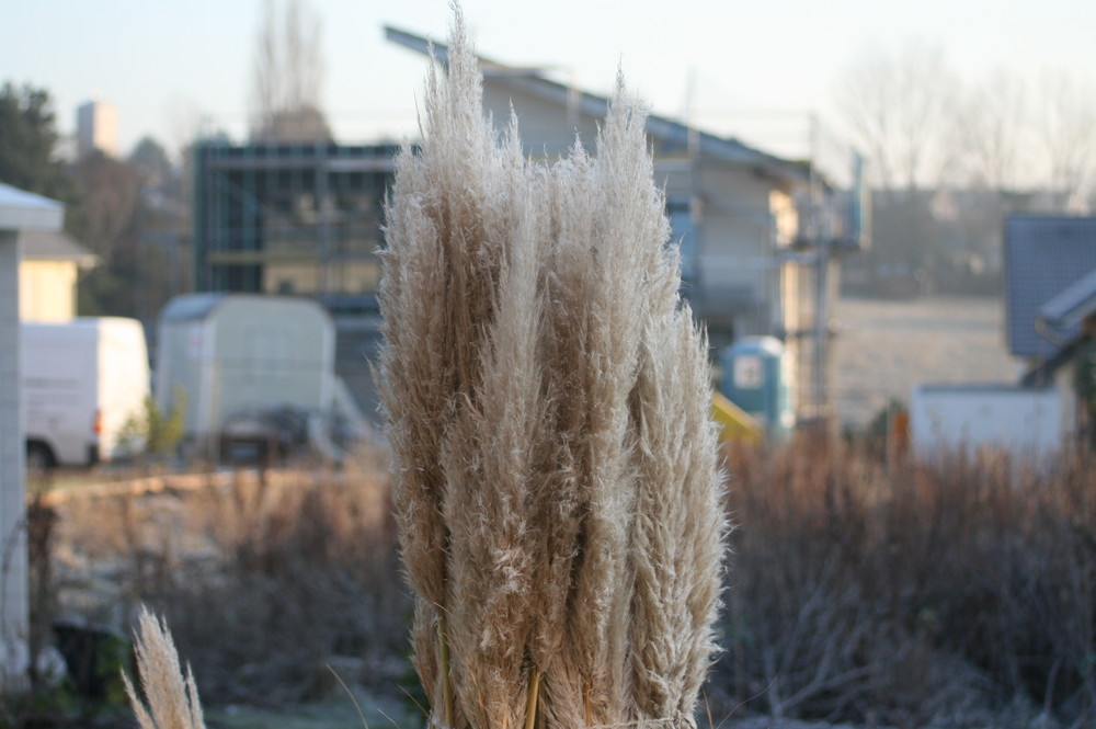 Winterliche Pampaswedel mit Baustellenhintergrund