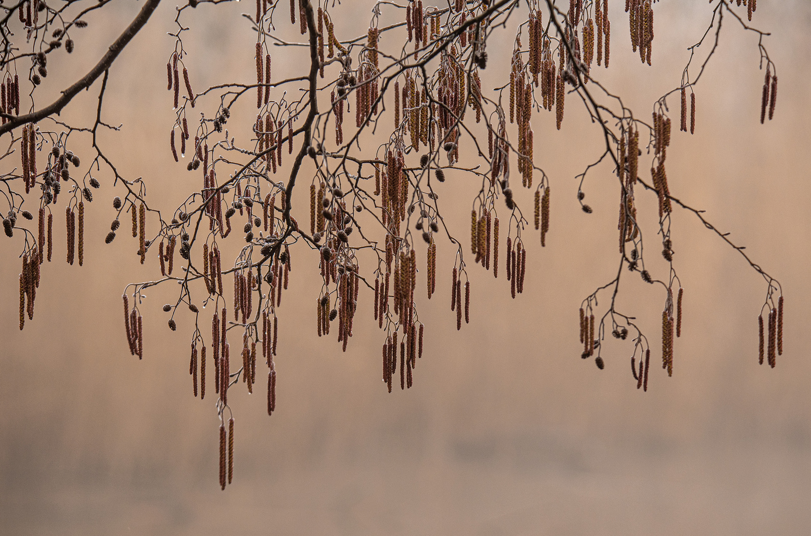 winterliche Parkimpression