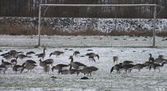 Winterliche Rasenpflege