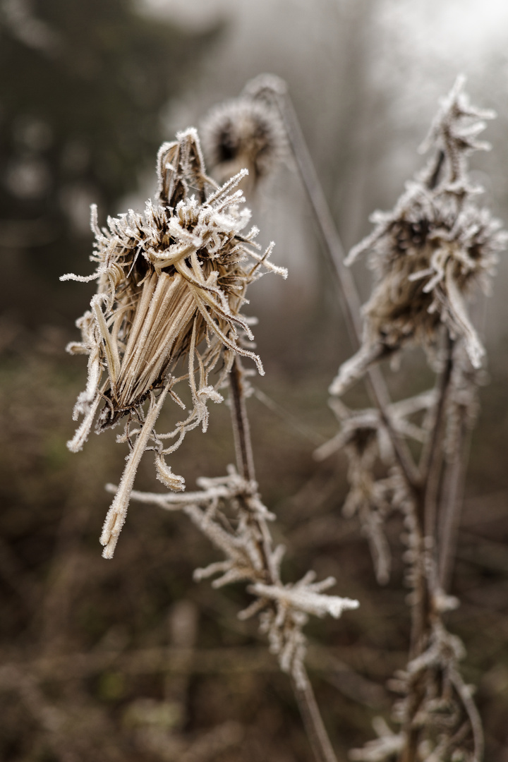 Winterliche Raureifzierde  (2)