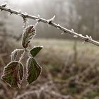 Winterliche Raureifzierde  (3)