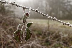 Winterliche Raureifzierde  (3)