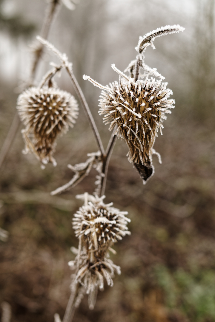 Winterliche Raureifzierde