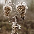 Winterliche Raureifzierde