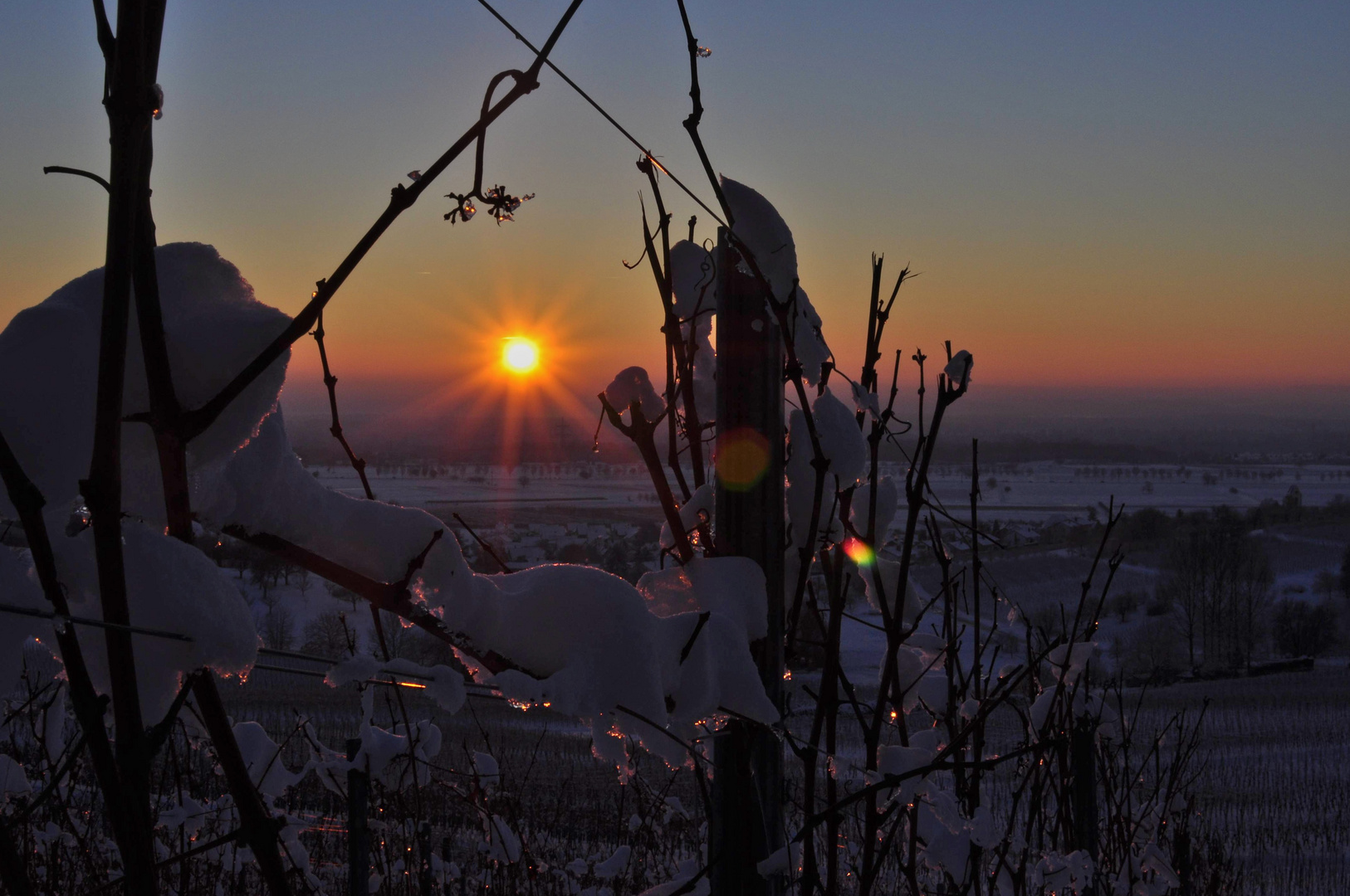 Winterliche Reben im Markgräflerland