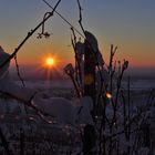 Winterliche Reben im Markgräflerland