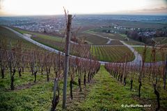 Winterliche Reblandschaft Bühl-Eisental