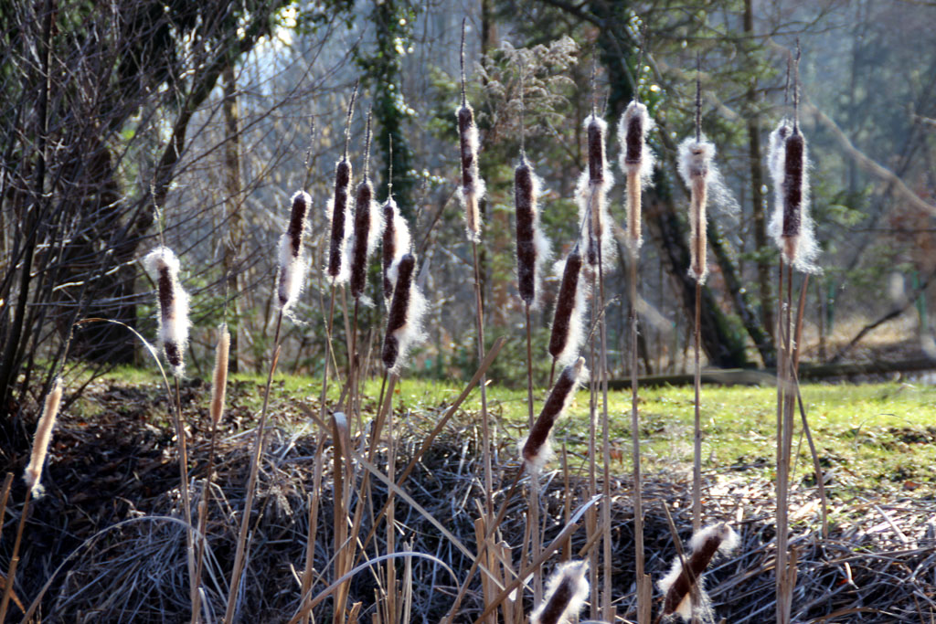  Winterliche Rohrkolben  