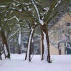 Winterliche Rosenhöhe