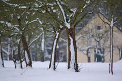 Winterliche Rosenhöhe