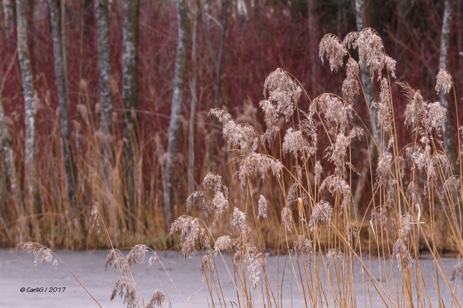 Winterliche Ruhe ….