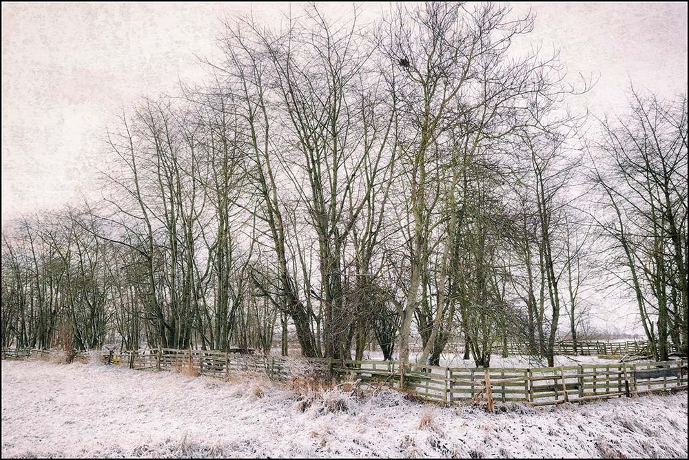 Winterliche Schafweide