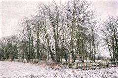 Winterliche Schafweide