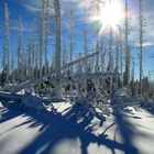 Winterliche Schattenwürfe