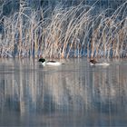 Winterliche Schilfzone mit Gänsesägern