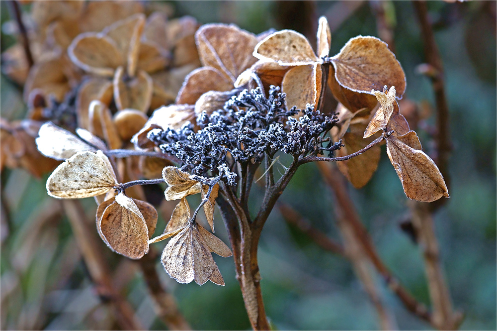 Winterliche Schönheit