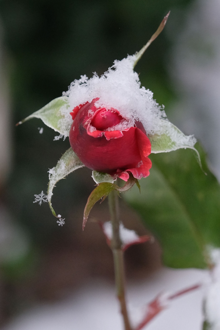 Winterliche Schönheit