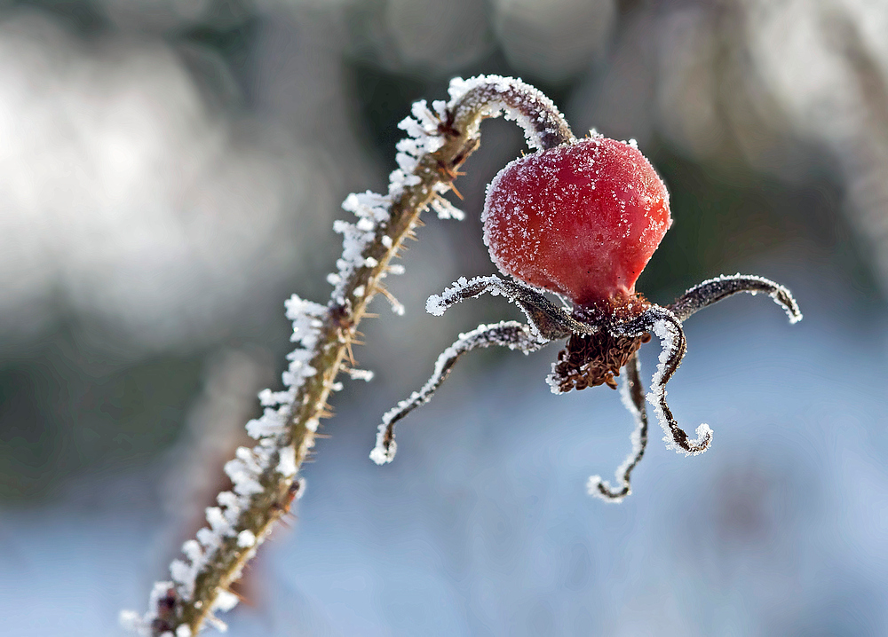 Winterliche Schönheit