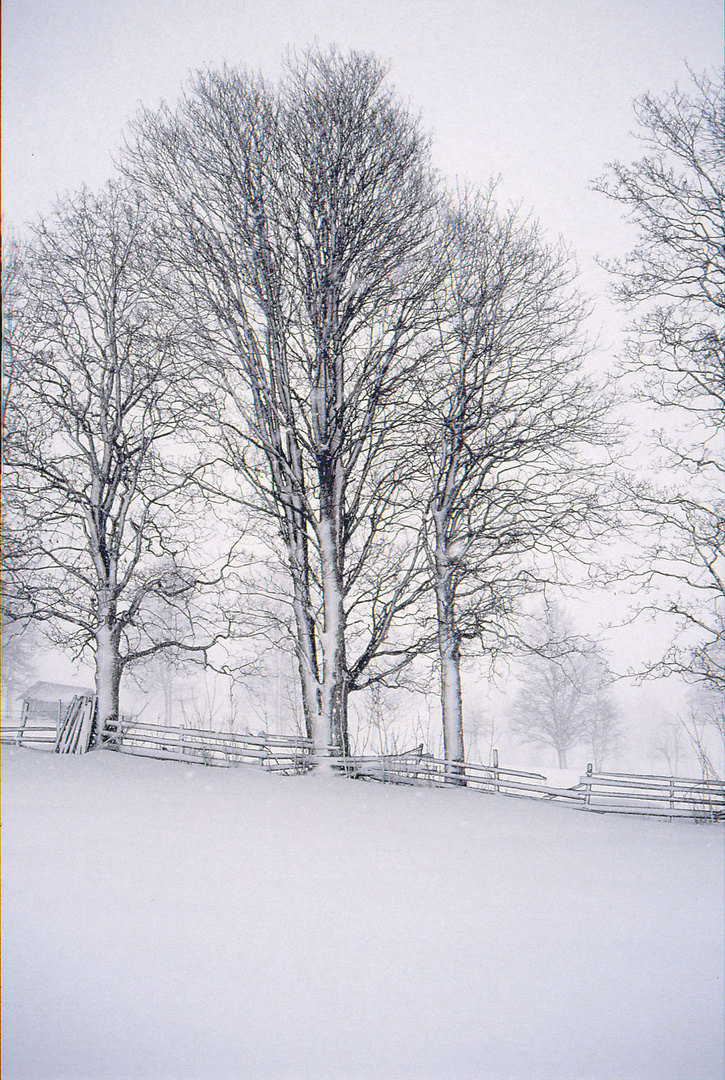 Winterliche Schönheit