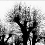 Winterliche Silhouetten