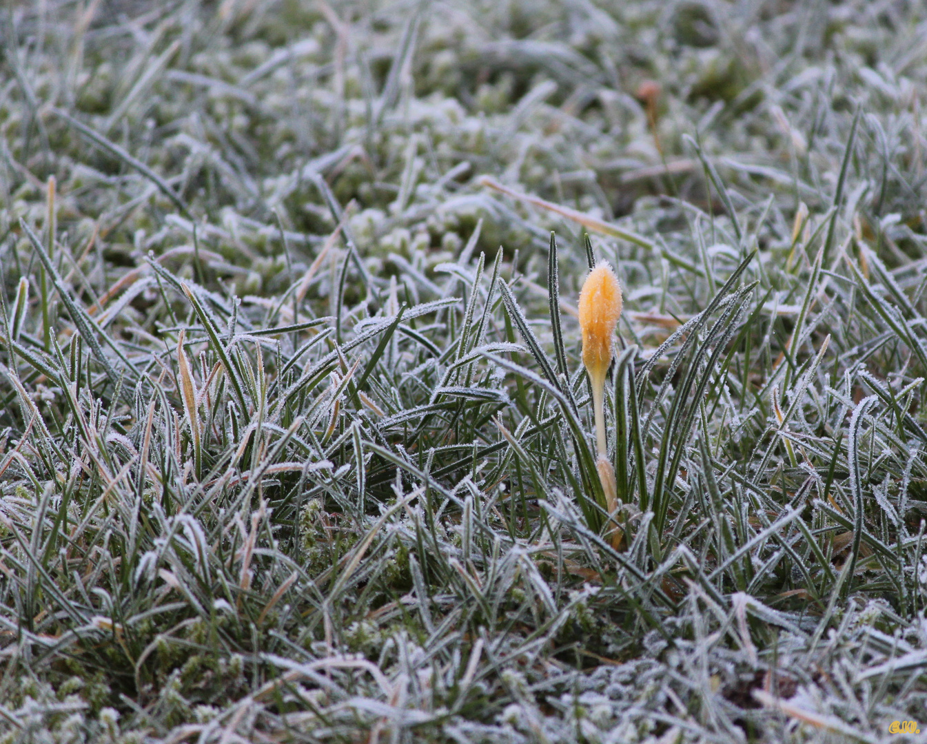 winterliche Sonntagsgrüße...