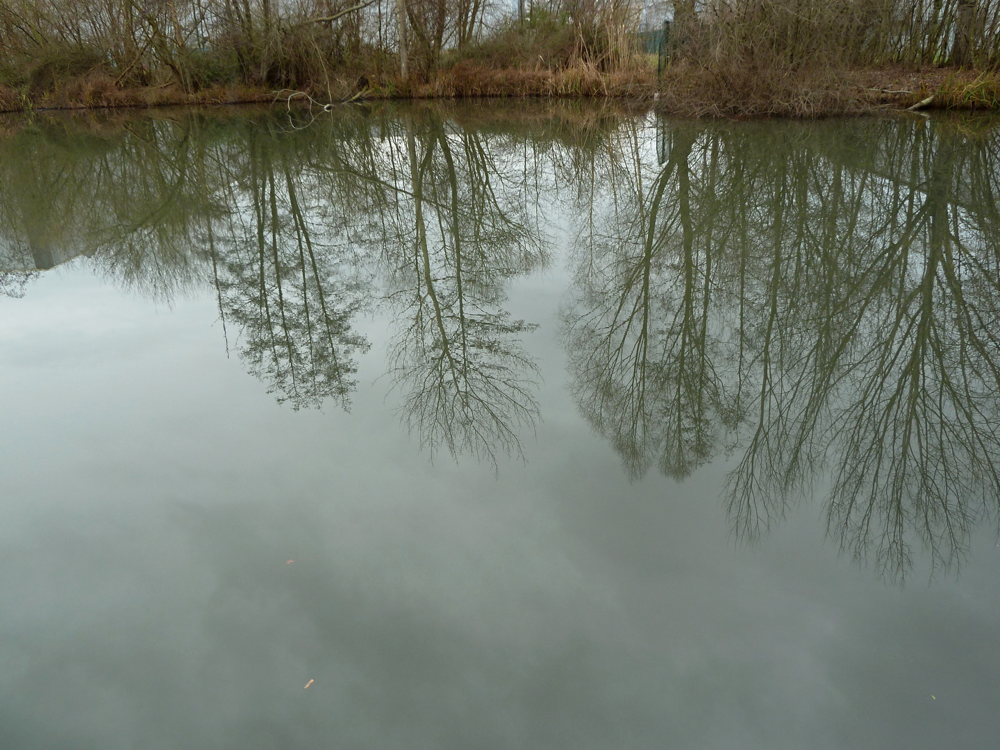 winterliche Spiegelung im Teich