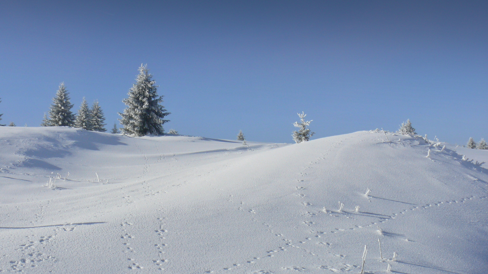 Winterliche Spuren