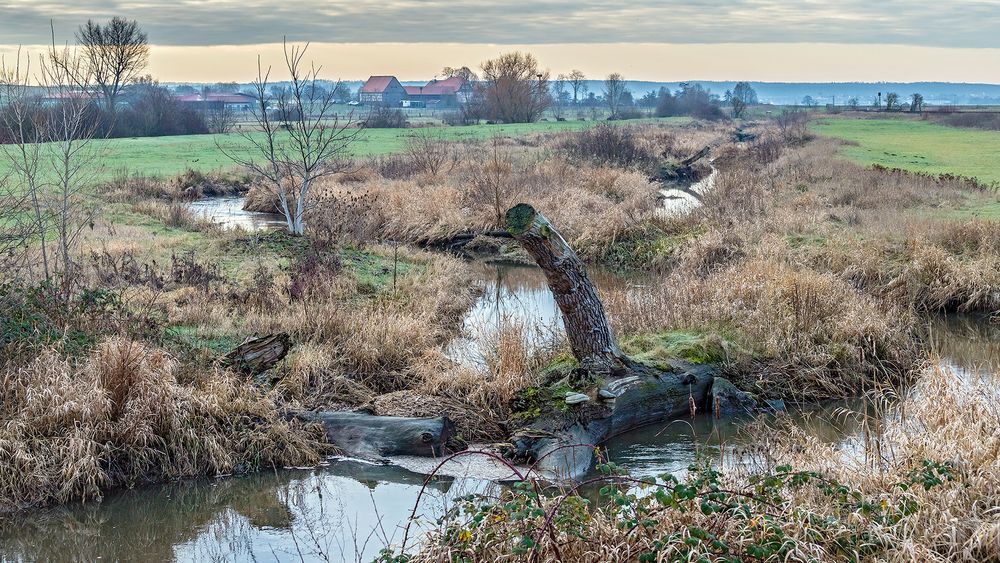 Winterliche Stille im Bingenheimer Ried