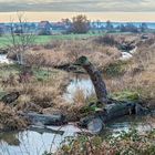 Winterliche Stille im Bingenheimer Ried