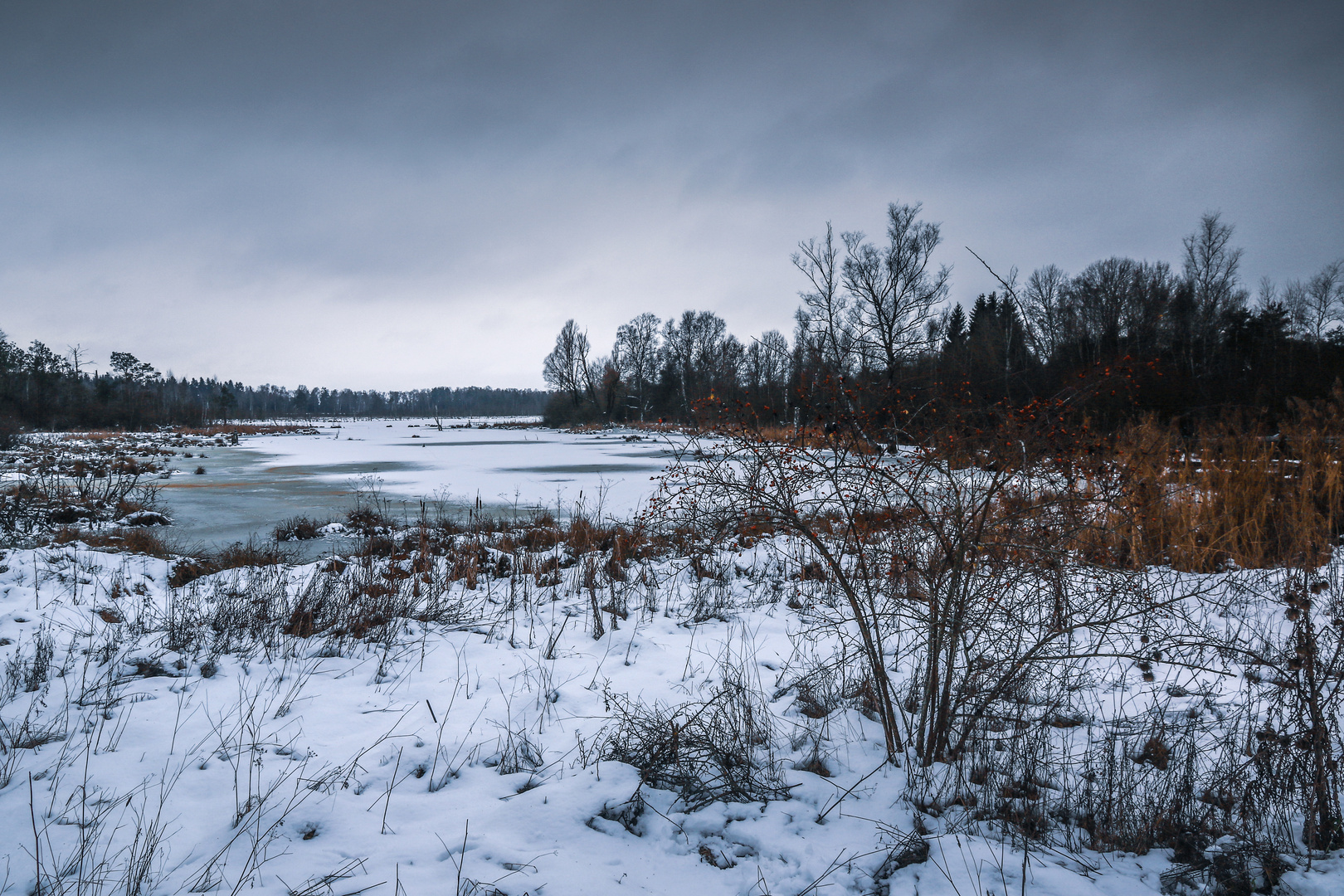 Winterliche Stille im Moor