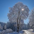 Winterliche Strasse im Gegenlicht