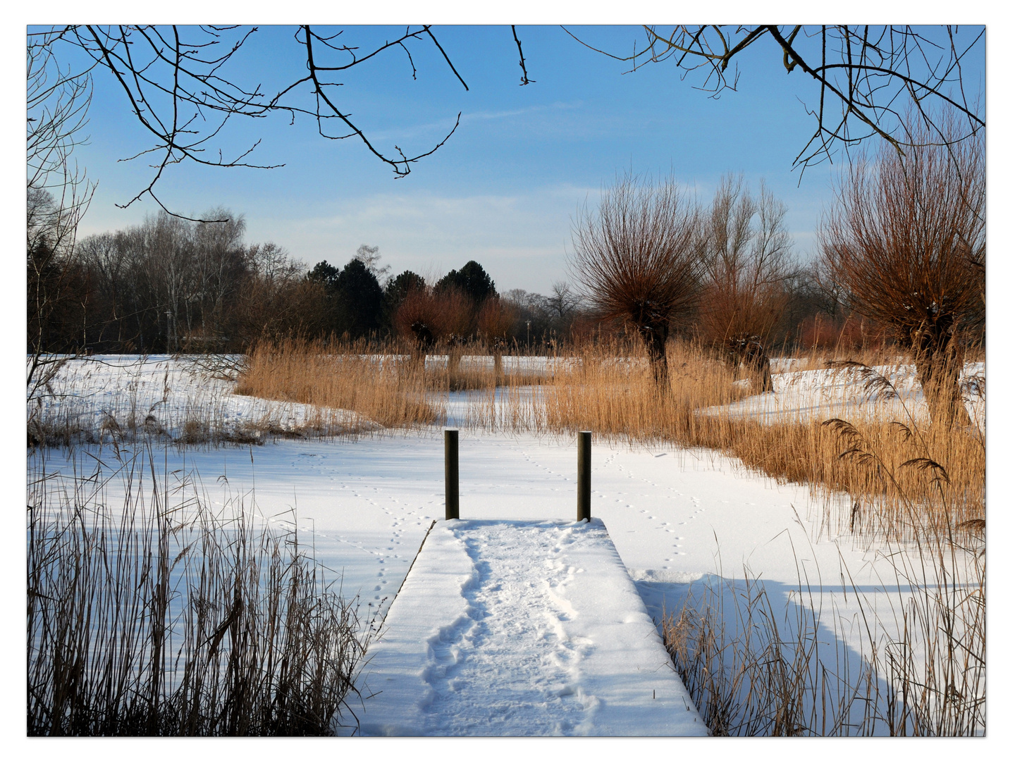 Winterliche Teichlandschaft