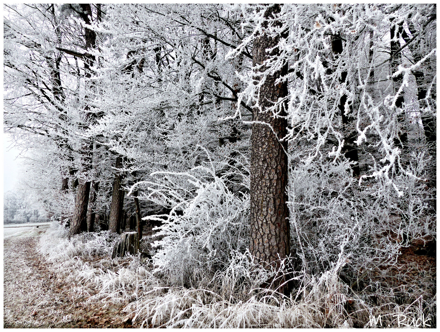 Winterliche Träumereien  !