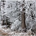 Winterliche Träumereien  !