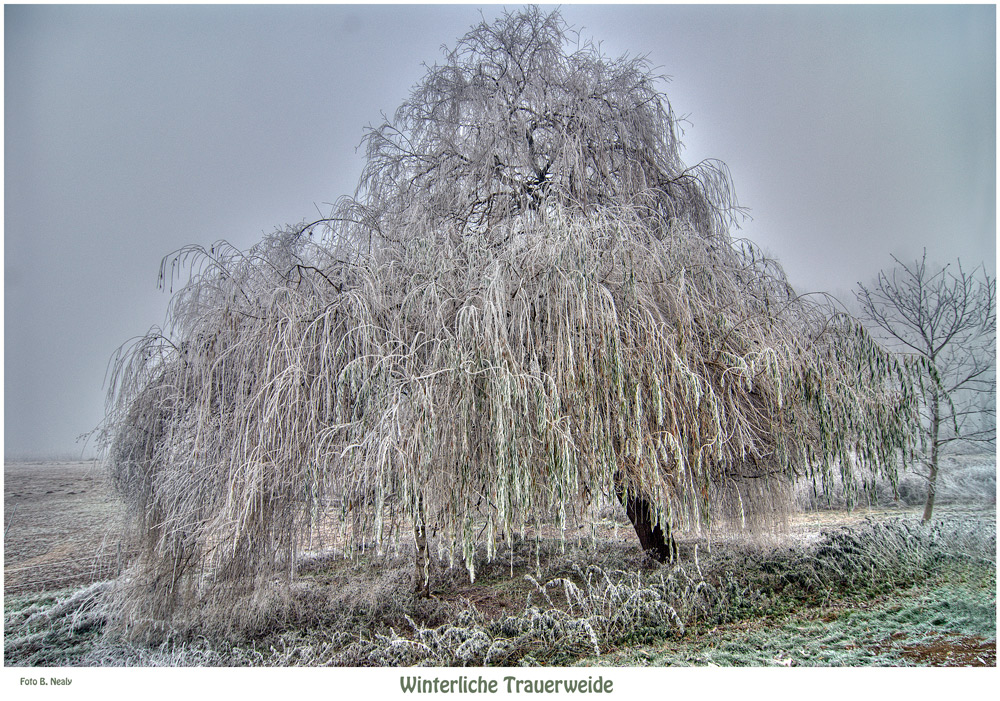 Winterliche Trauerweide am Rhein