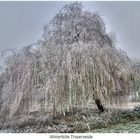 Winterliche Trauerweide am Rhein