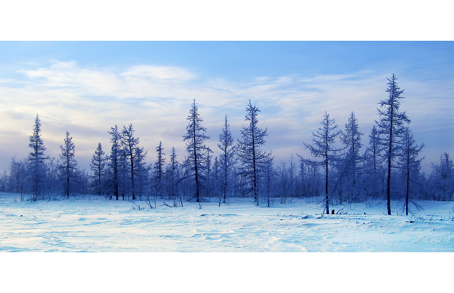 Winterliche Tundra / Tundra in Winter