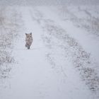 winterliche Überraschung ...