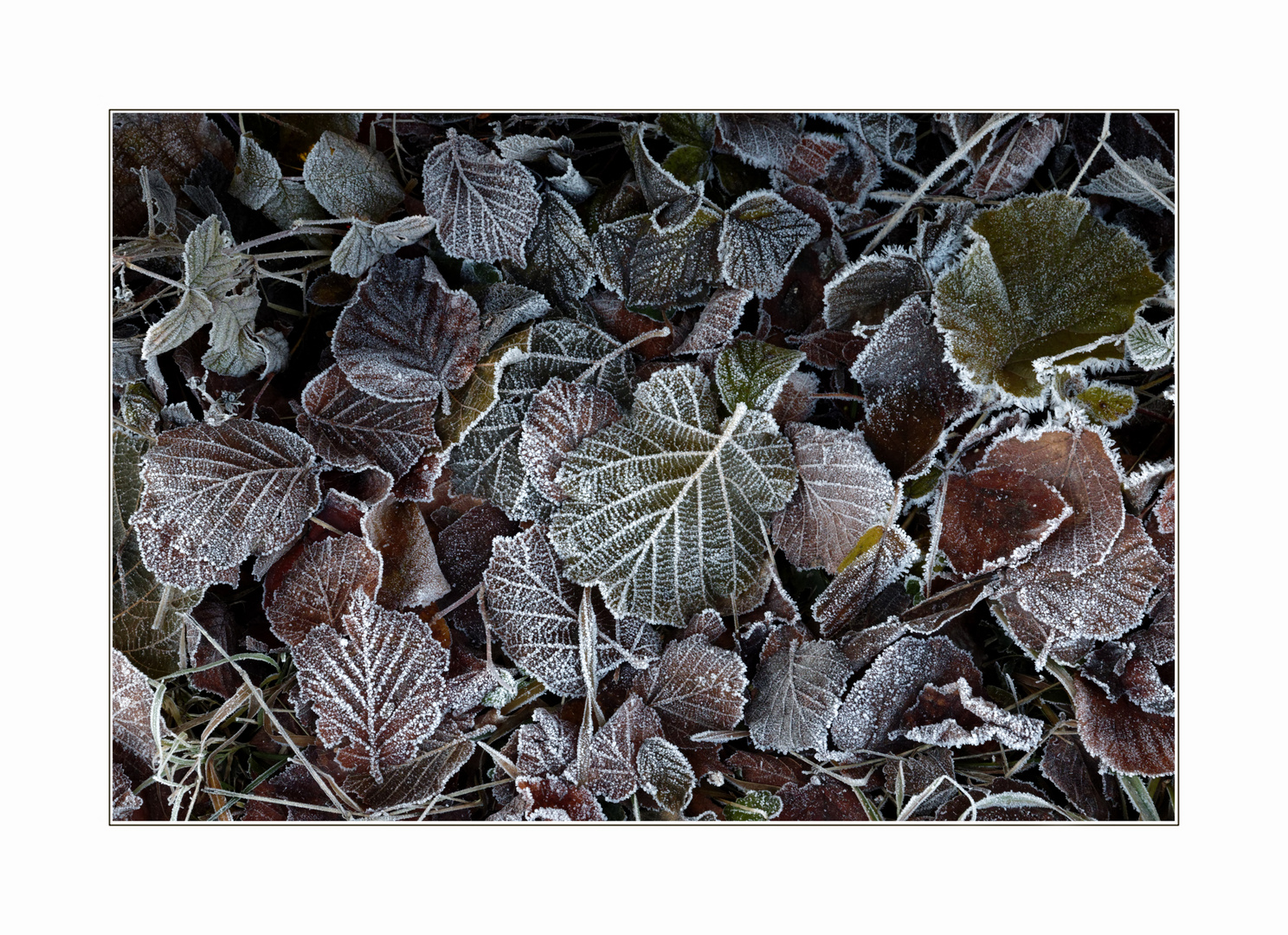 Winterliche Verzierung 1