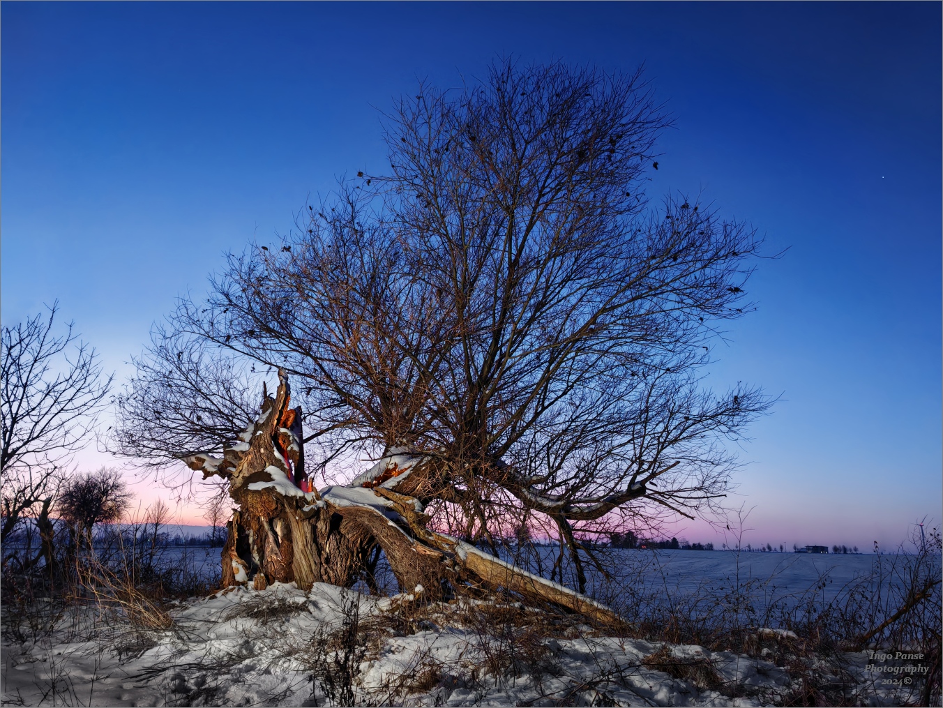 - Winterliche Weide zur Blauen Stunde -