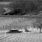 Winterliche Weinberge