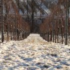 Winterliche Weinberge